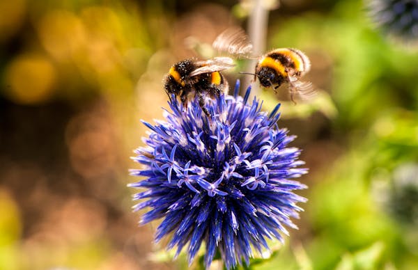 The Buzz About Bees: Understanding Their Vital Role and Current Crisis