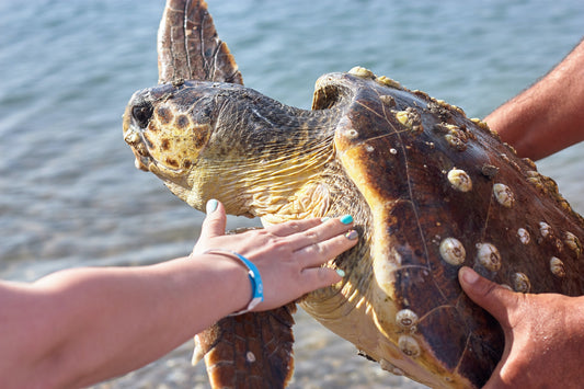 Plastics Effect on the Planet & Wildlife