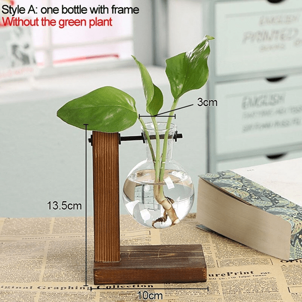 B4 Lifestyles Hydroponic Transparent Plant Vases